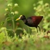Ostnak trnity - Jacana spinosa - Northern Jacana o4337